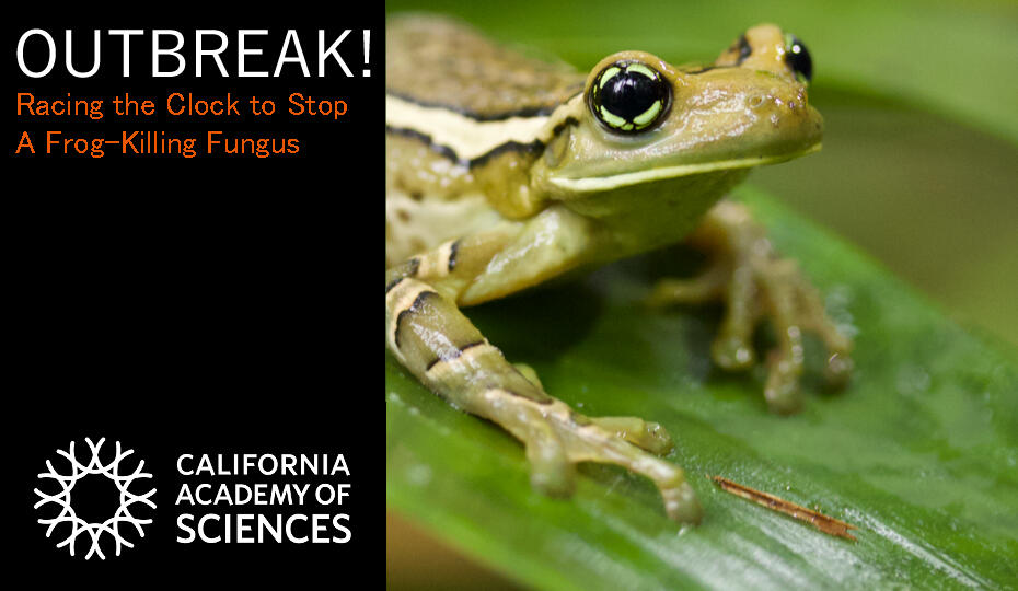 Tabletop game/high school biology module for Chytrid disease modeling and understanding. Game design intern and consultant.